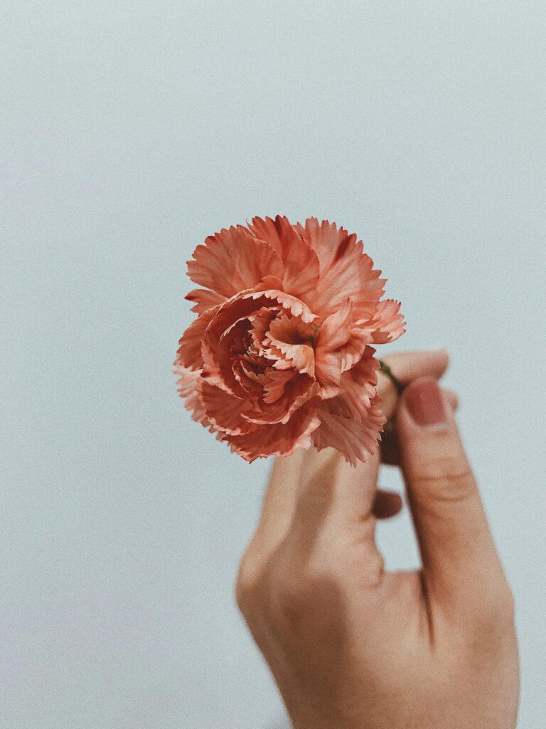 gynäkologische Diagnostik Hand hält eine einzelne korallenfarbene Blüte vor hellblauem Hintergrund – Ästhetik und Zartheit